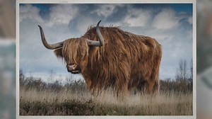 How Long Do Cows Live For?