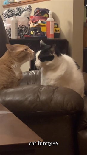 The cat is so dramatic.🤣😼🤩#foryou #catsoftiktok #cute #funnycats #usa🇺🇸