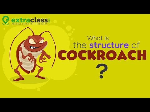 What is the structure of cockroach | Biology | Extraclass.com