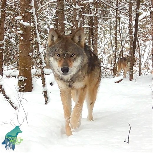 110K views · 6.8K reactions | A tranquil moment this winter as the...