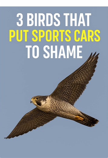 Top 3 Fastest Birds in the World Revealed