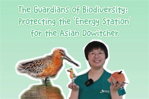 Video: Guardians protecting the Asian dowitcher