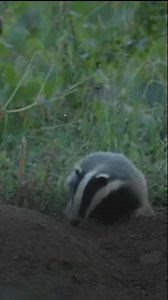 There could be up to 14,000 cases of badger baiting in Northern Ireland each year, according to the USPCA. BBC Spotlight NI has a special report tonight. See more: https://bbc.in/3ye1ygC | BBC News NI