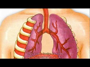 Human Respiratory System - Life Processes, Science Video Lecture - Class 10