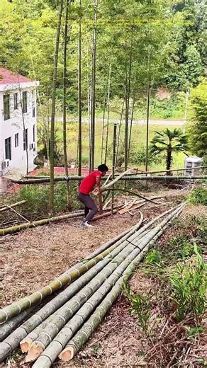 Mastering the Mountain Bamboo Chop: A Traditional Skill Unveiled