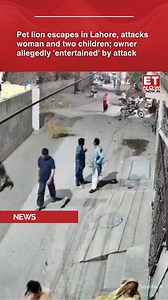 Chaos broke out on a busy street in Lahore when an 11-month-old pet lion escaped its enclosure and attacked a woman and two children, according to a police statement on Friday. The lion leapt over a wall, chased a woman carrying shopping bags, and then pounced on her back, knocking her down. As a child attempted to flee, the lion continued to pursue other pedestrians, sparking panic in the area. A police statement cited by AFP quoted the children’s father, who alleged that the lion’s owners seem