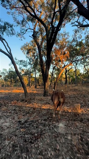619K views · 10K reactions | Bull catching in FNQ  | Dunrite Contracting | Facebook