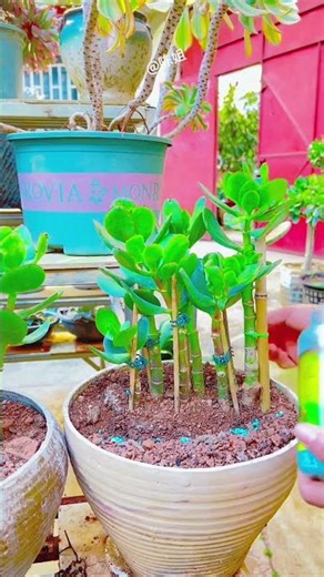 fertilze and water your plants Frequent light fertilization will help your flowers and plants thrive