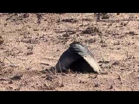 Aggressive bird fight