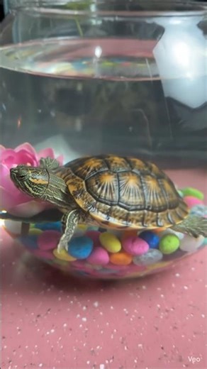 Cute Baby Turtle in Aquarium🐢 #turtlewatching #terrarium #turtle #lotus #pets #aquarium