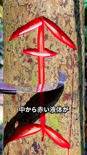 木から血が流れる瞬間