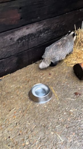 Meet Debby our first black and white fur ball of 2026! She was found collapsed, rescued and brought into Wildlife Aid. On arrival, she was thin and dehydrated, weighing just 6.6kg. She now weighs over 8kg. She will be in our care for a little while, in order to gain a bit more weight. If you would like to see more content from Debby the polite badger, comment below! You can also help care for Debby during her stay at Wildlife Aid. Click the link below or in our bio to adopt a badger, now! #wildl
