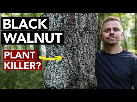 Is Black Walnut Killing Your Plants?