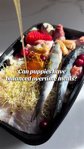 Essential Nutrients for Feeding Puppies a Raw Diet