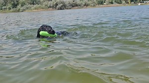 1.3K views · 20 reactions | Flatgold's Rainmaker  | RiverSide Hunters Flat Coated Retrievers | Facebook