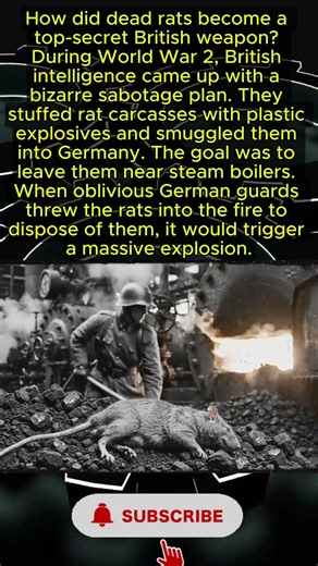 Exploding Rats: WW2’s Weirdest Weapon 🐀💣
