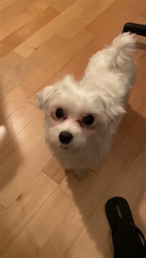Training pet dog#maltese#petlover#youtubeshorts