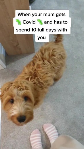 10 full days of mumma! #cockapoo #dogsofttiktok #tiktokpup #tiktokpuppy #redcockapoo #puppy #cockapoopuppy