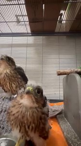 34K views · 1.9K reactions | Feeding time! These two young orphaned...