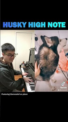 Husky Piano Duets - Best Singing Dog videos #Shorts