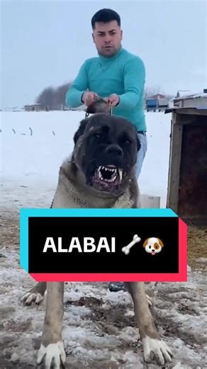 ALABAI 🐕🐾 #Tiere #Hund