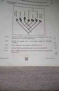 3.2 Phylogenetic Tree Questions3.2.1 Give the LETTER represen... | Filo
