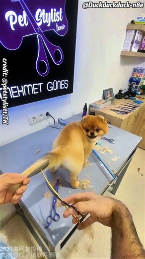 This Dog Looks Like a Supermodel Now #dogmakeover #cute