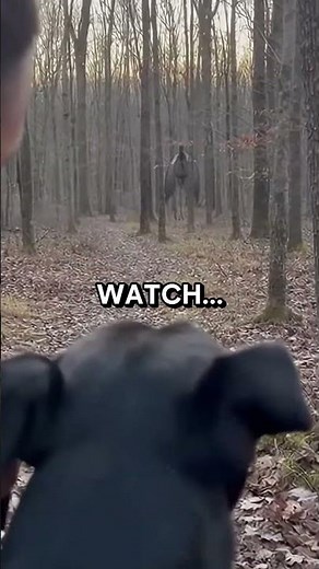 What This Hunter Captured In The Forest Defies Explanation 💀 #shorts