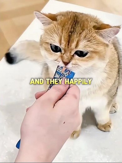 These Cats Fell for the Cutest Prank Ever 😺✨📄