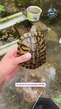 Checked the turtle tank after the kids came over to play! #thuanpeofishing #fishing #bigfish #fish