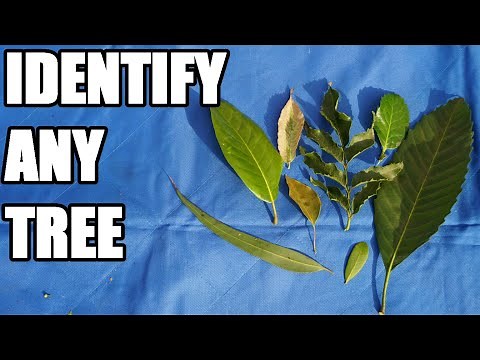 Use this Method to Identify Trees (Leaf Margins & Leaf Scent)