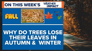Why do leaves change color and fall? The science behind autumn’s beauty | WTOL 11 Weather Impact