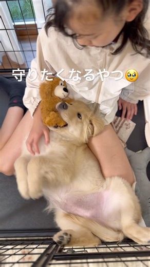 36日目、守りたくなる子犬🐶#ゴールデンレトリバー #子犬 #犬のいる暮らし #癒し動画 #可愛い犬 #わんこ #GoldenRetriever #puppy #dog #癒し #成長記録