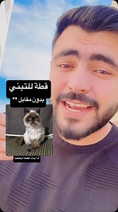 958 reactions · 229 comments | Himalayan cat for adoption - 3 months old | Malek Majdi | Facebook