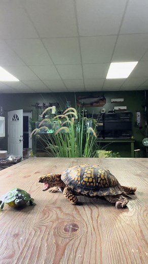 Otis the Turtle's Unique Behavior with a Remote Control Turtle
