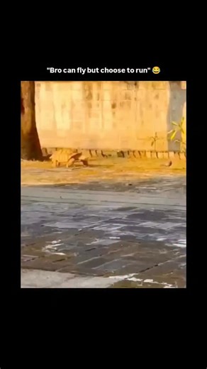 Knowledge | Curiosity | Discovery on Instagram: "The video captures an unusual interspecies interaction in an outdoor courtyard where a large tortoise persistently chases a pigeon. The visual action consists of the tortoise moving at a surprisingly rapid pace across the stone tiles, forcing the bird to repeatedly flutter a few feet away to maintain a safe distance. The content's viral appeal lies in the subversion of the "slow tortoise" stereotype, tapping into the psychological satisfaction of 