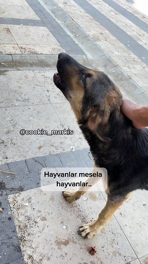 Hayvanlara Merhamet: Ahirette Hesaplaşma