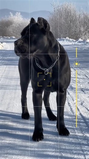 The Canidae Family Tree: From Foxes to Fido 🌳🐕 #BiologyFacts #Zoology #AnimalKingdom