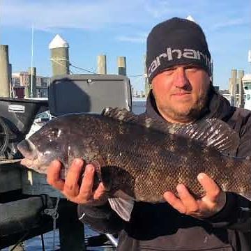 FALL BLACKFISH IN NEW LONDON, CT