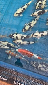 3.2K reactions · 66 shares | A beautiful visit to Omosako Koi Farm 懶. Rare selection of Shiro Utsuri & Kujyaku coming soon to Kodamakoifarm.com #japanesekoi #koi #pond #koifish #niigata | Kodama Koi Farm | Facebook
