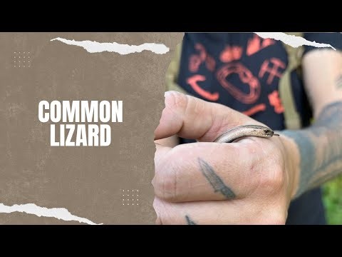 Vaskuss/Common lizard/Zootoca vivipara