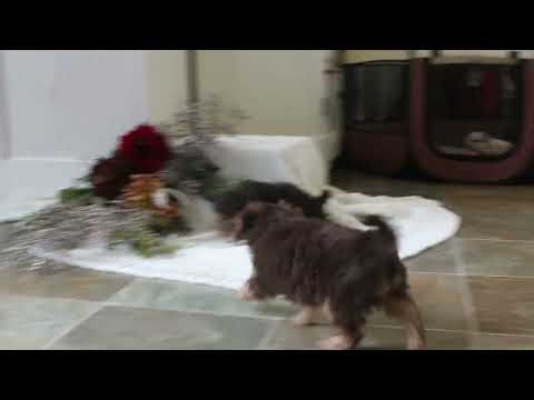 Yorkie Mix Puppies For Sale