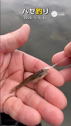 [Goby Fishing] Goby Fishing Rigs for May - May 9, 2026 [Shorts] ③