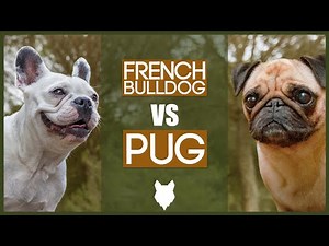 FRENCH BULLDOG VS PUG