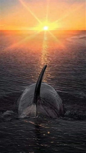 PEACEFUL SHARK AT SUNSET! 😍 4K Relaxing Great White Shark Ocean Footage #ocean #sharks #fishing #4k