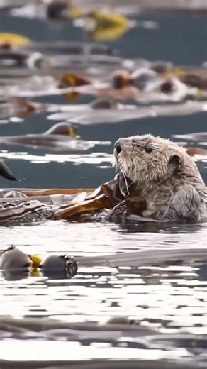 Sea Otters are self-care pros