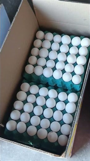 Egg Packing Process at Poultry Farm | Satisfying Short"