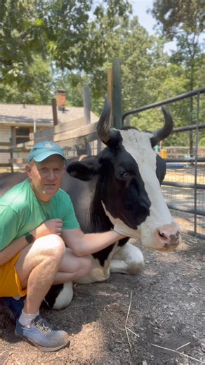 Dairy farmers often claim that cows make terrible mothers? But is this really the case? According to the evidence, there is no truth to this claim and rather it is justifications used to immediately be able to take the milk from the mother cow for profit at maximum efficiency at the cost of the maternal bond between the mother and her baby. | Life With Pigs