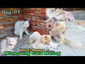 Nature's Romance: Witnessing Cats Mating - Day 03