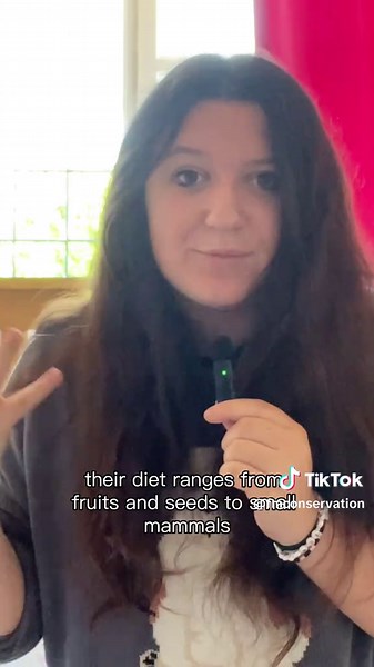 SPECIES SUNDAY : EPISODE TWO! The European Herring Gull 🦅🤍🩶 A staple of UK beaches, as well as towns and cities, the herring gull is an incredibly polarising species. But maybe the UK public should start being a bit kinder to these overhated birds! (Your host was a little 🤏 tired while filming this episode, and would like to apologise for the amount of the phrase ‘these guys’ that appears in this video 😅) #herringgull #seagull #marineconservation #conservation #birdconservation